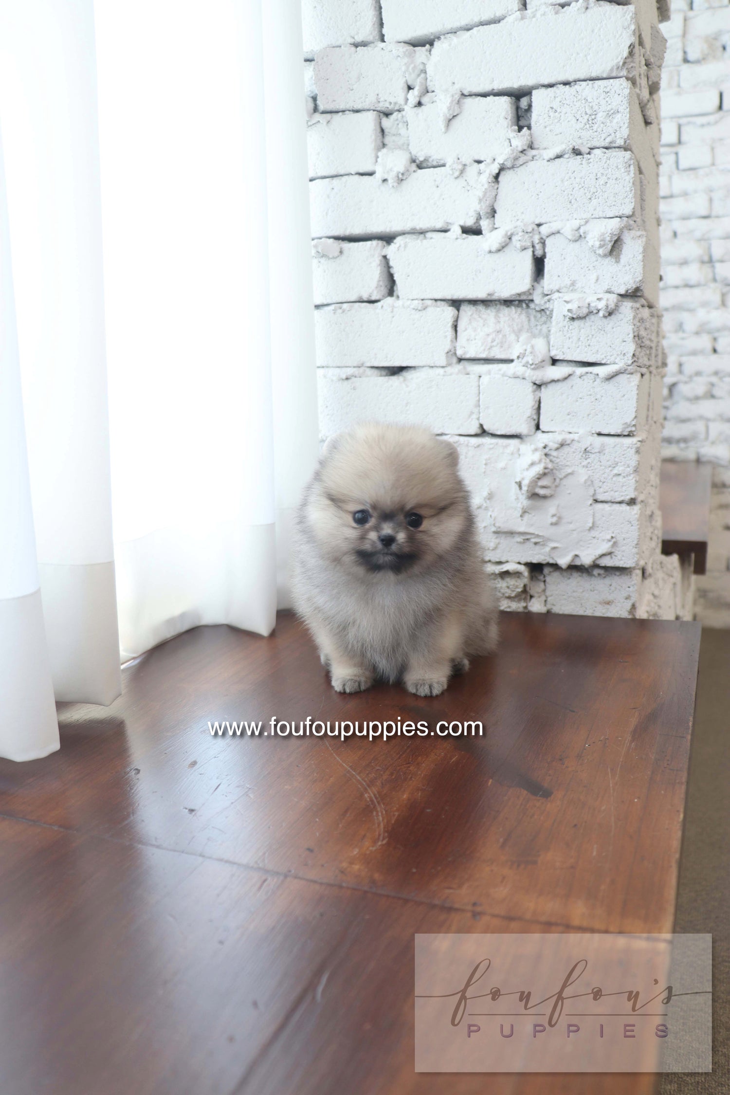 Maui - Pomeranian F.