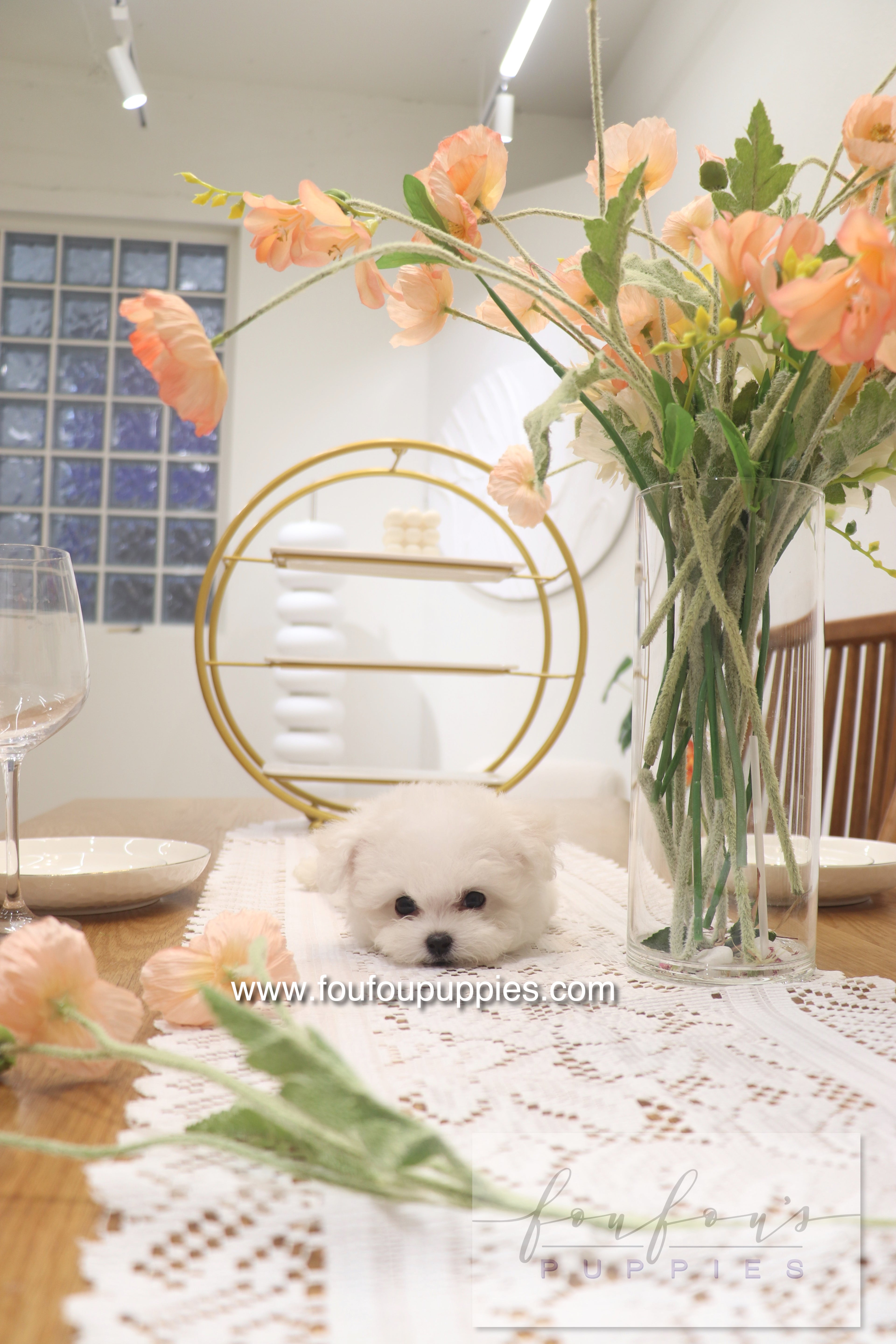 Bisou - Bichon Frisé F.