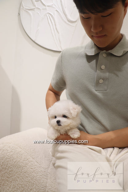 Bisou - Bichon Frisé F.