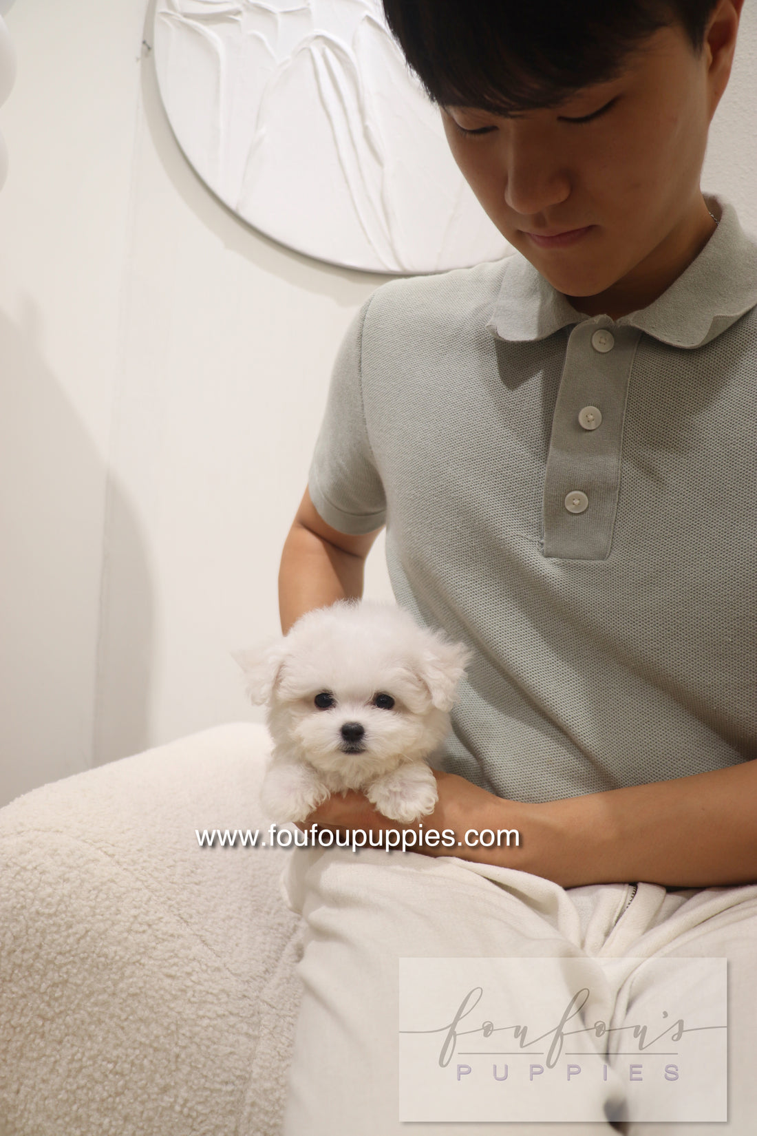 Bisou - Bichon Frisé F.