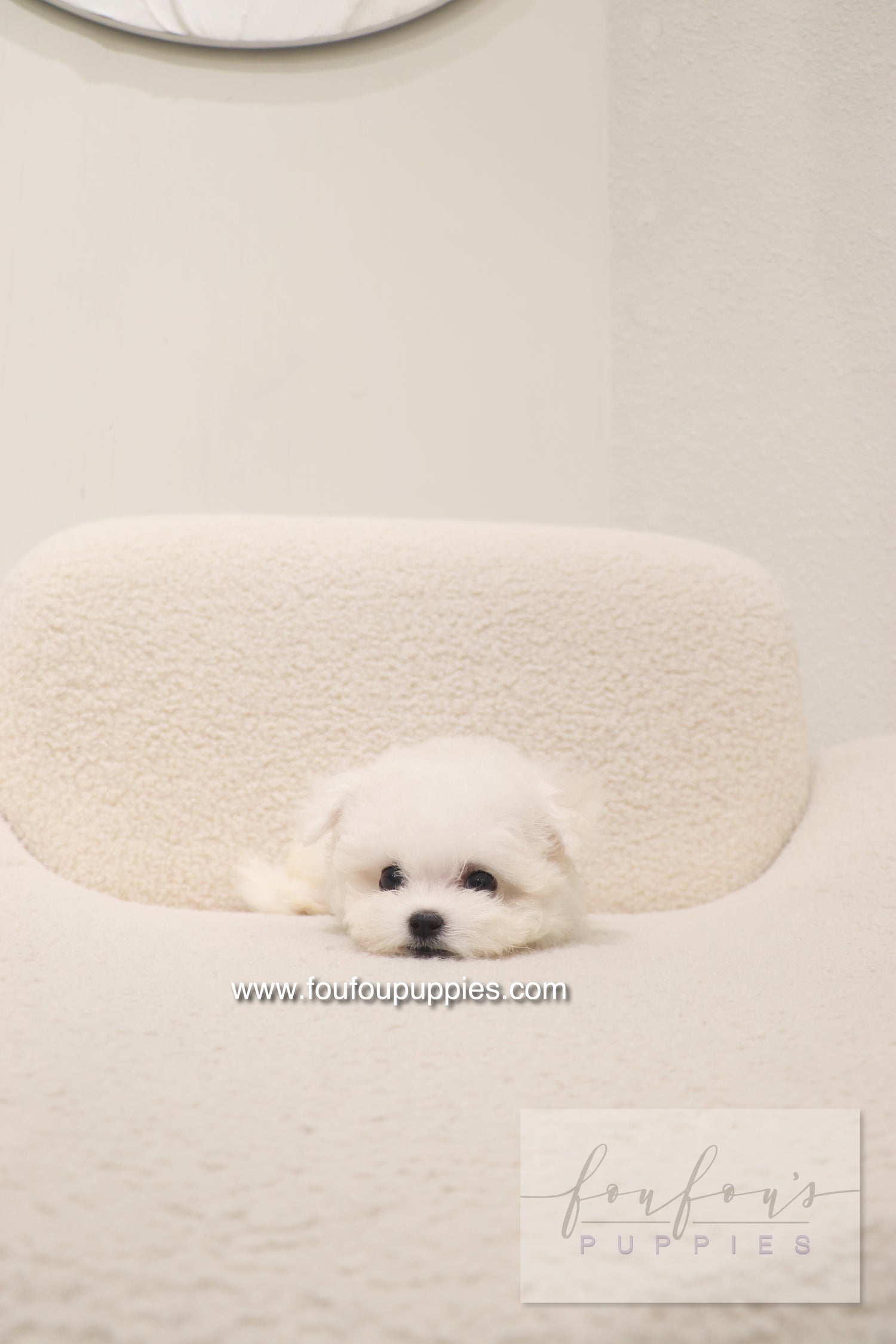 Bisou - Bichon Frisé F.