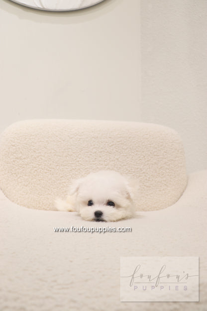 Bisou - Bichon Frisé F.
