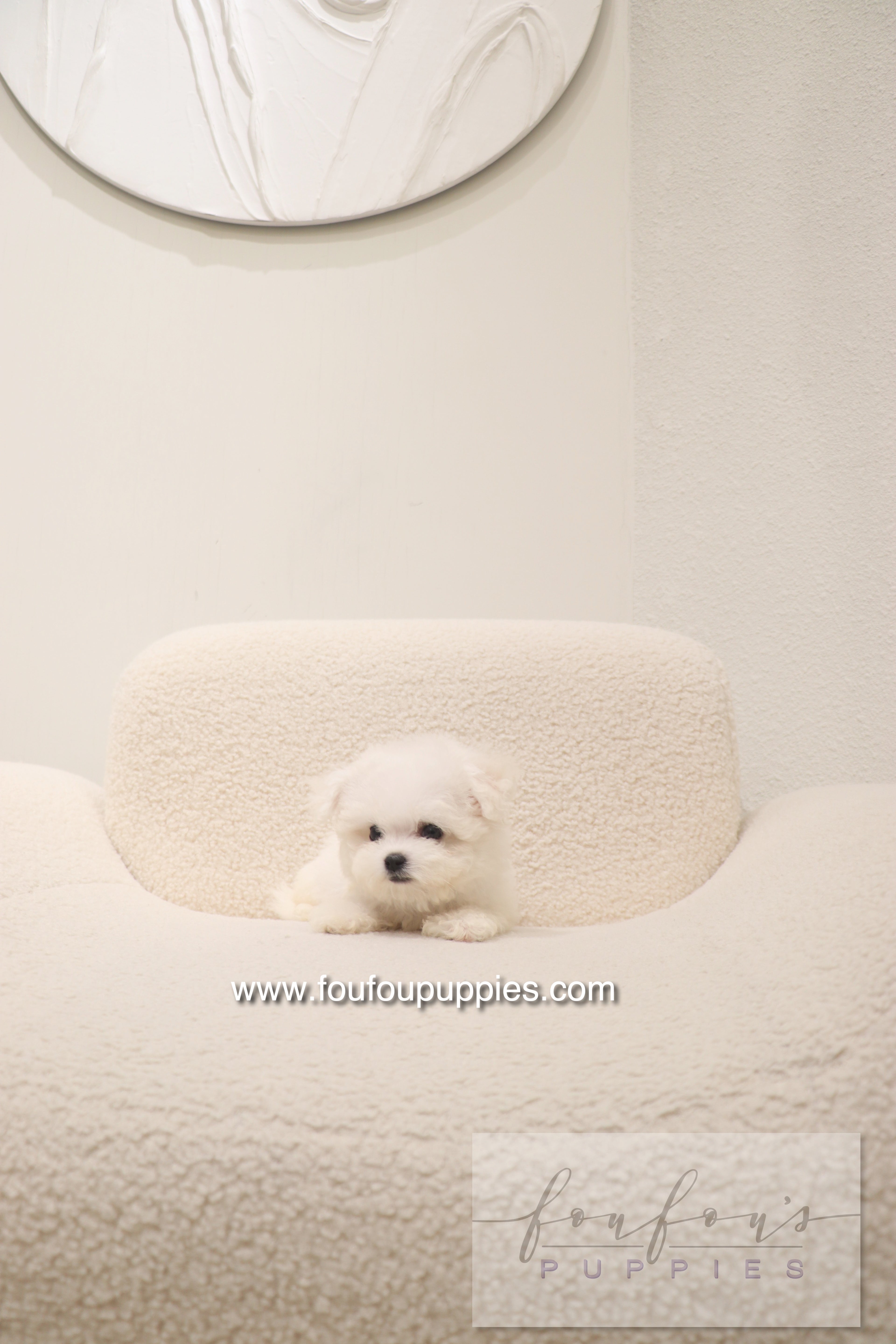 Bisou - Bichon Frisé F.