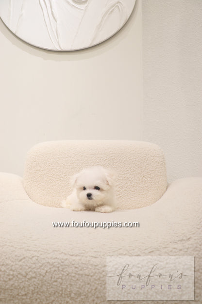 Bisou - Bichon Frisé F.