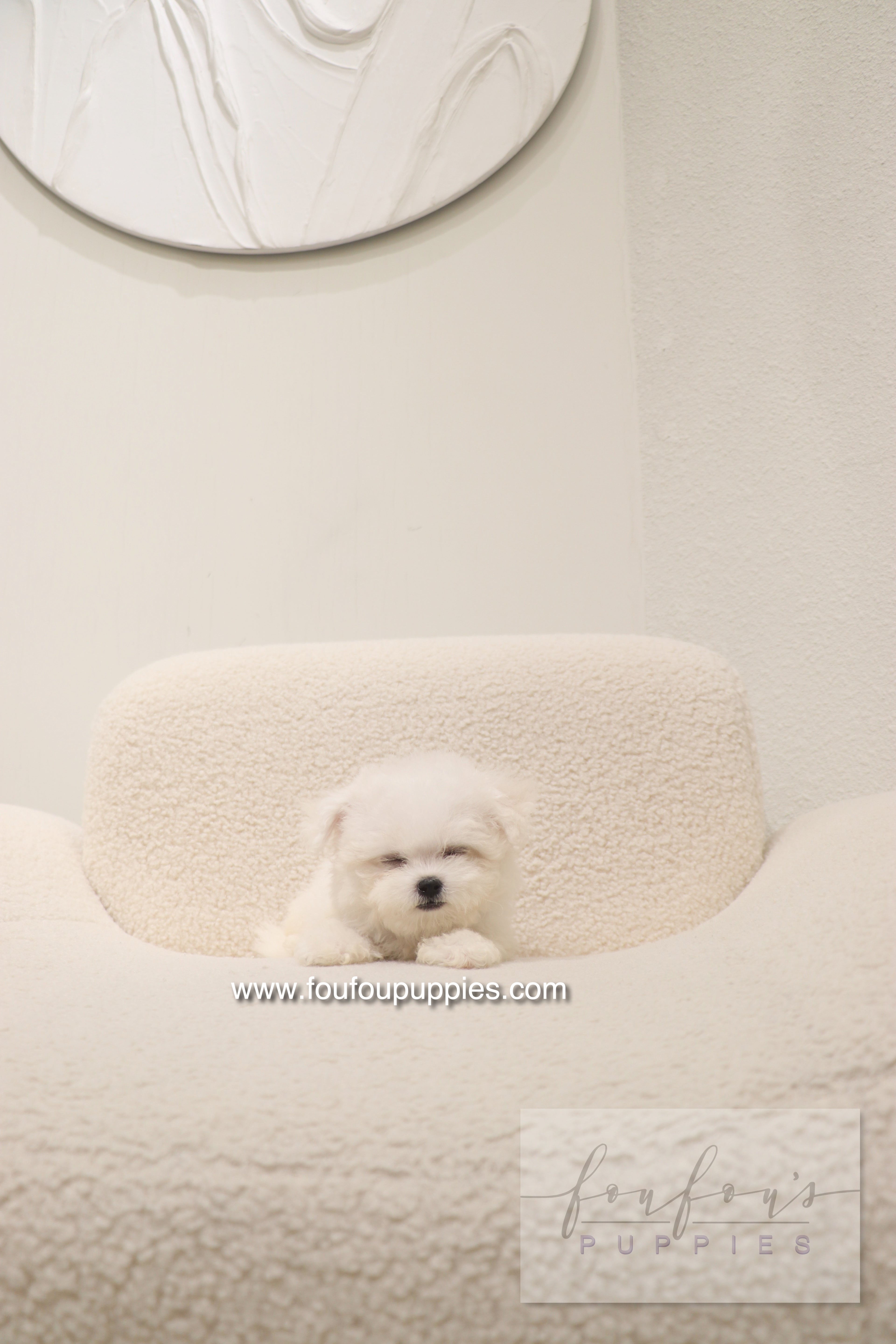 Bisou - Bichon Frisé F.