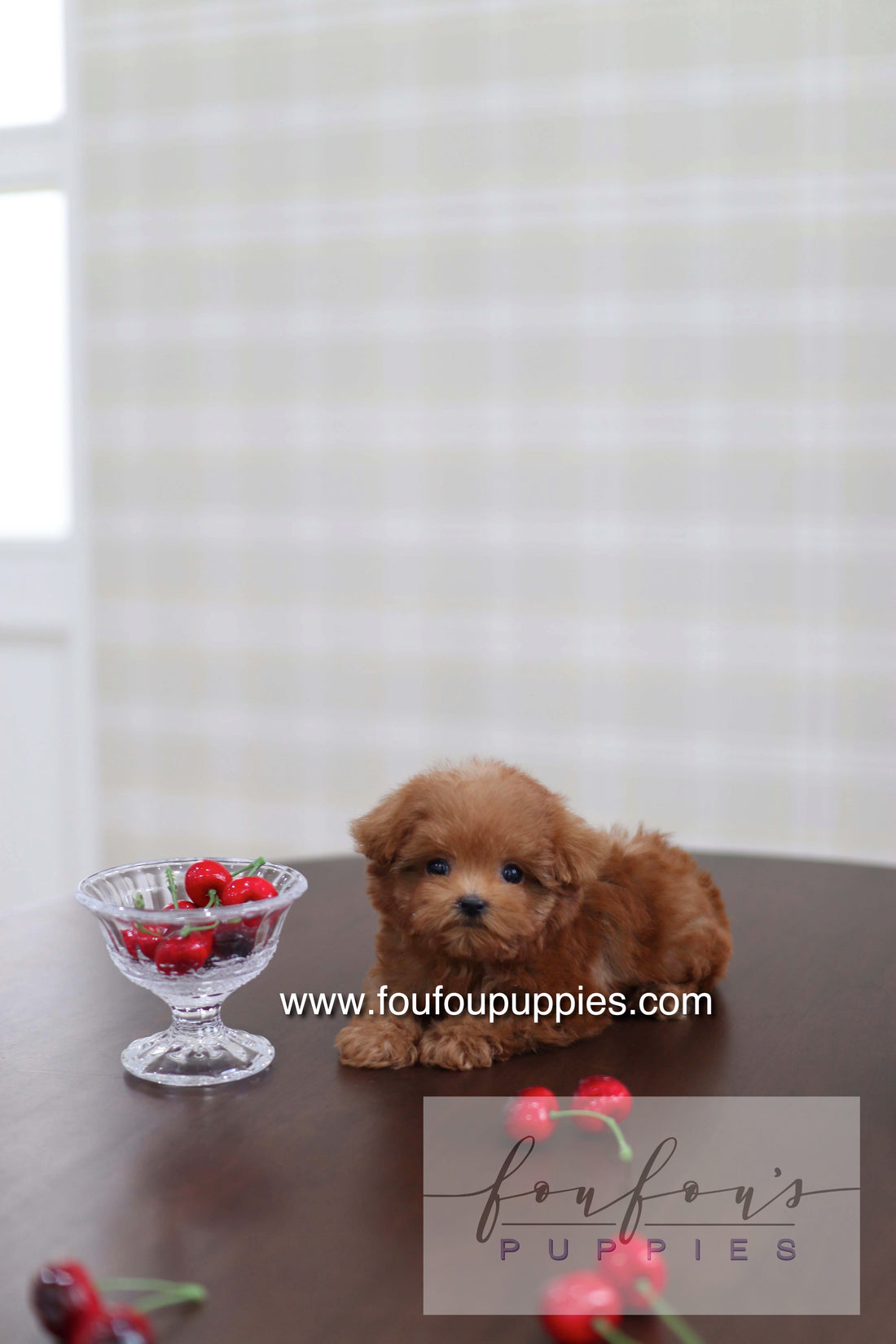 Cherry - Poodle F.