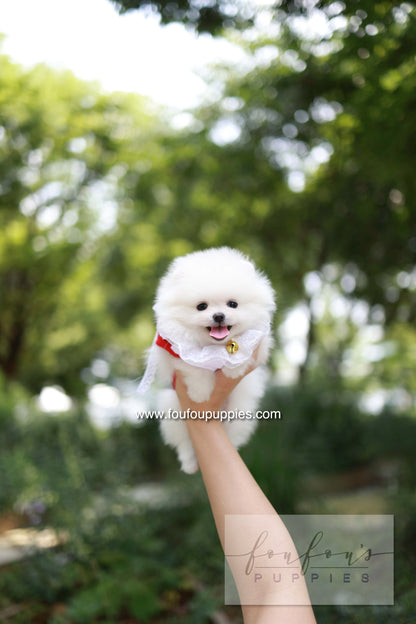 Yumi - Pomeranian F.