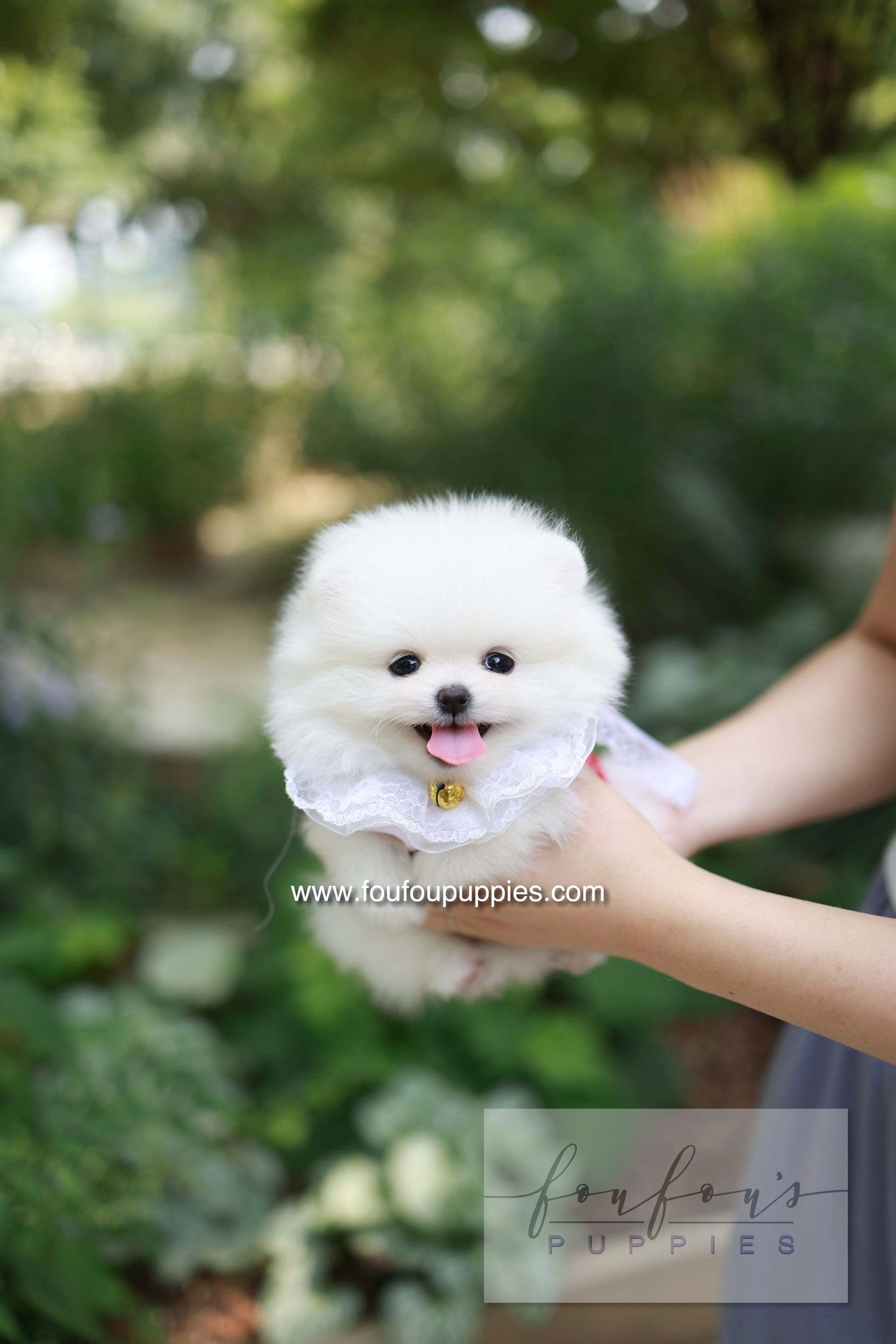 Yumi - Pomeranian F.