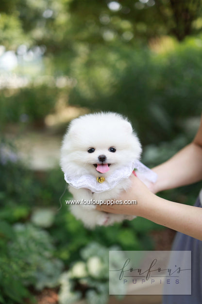 Yumi - Pomeranian F.