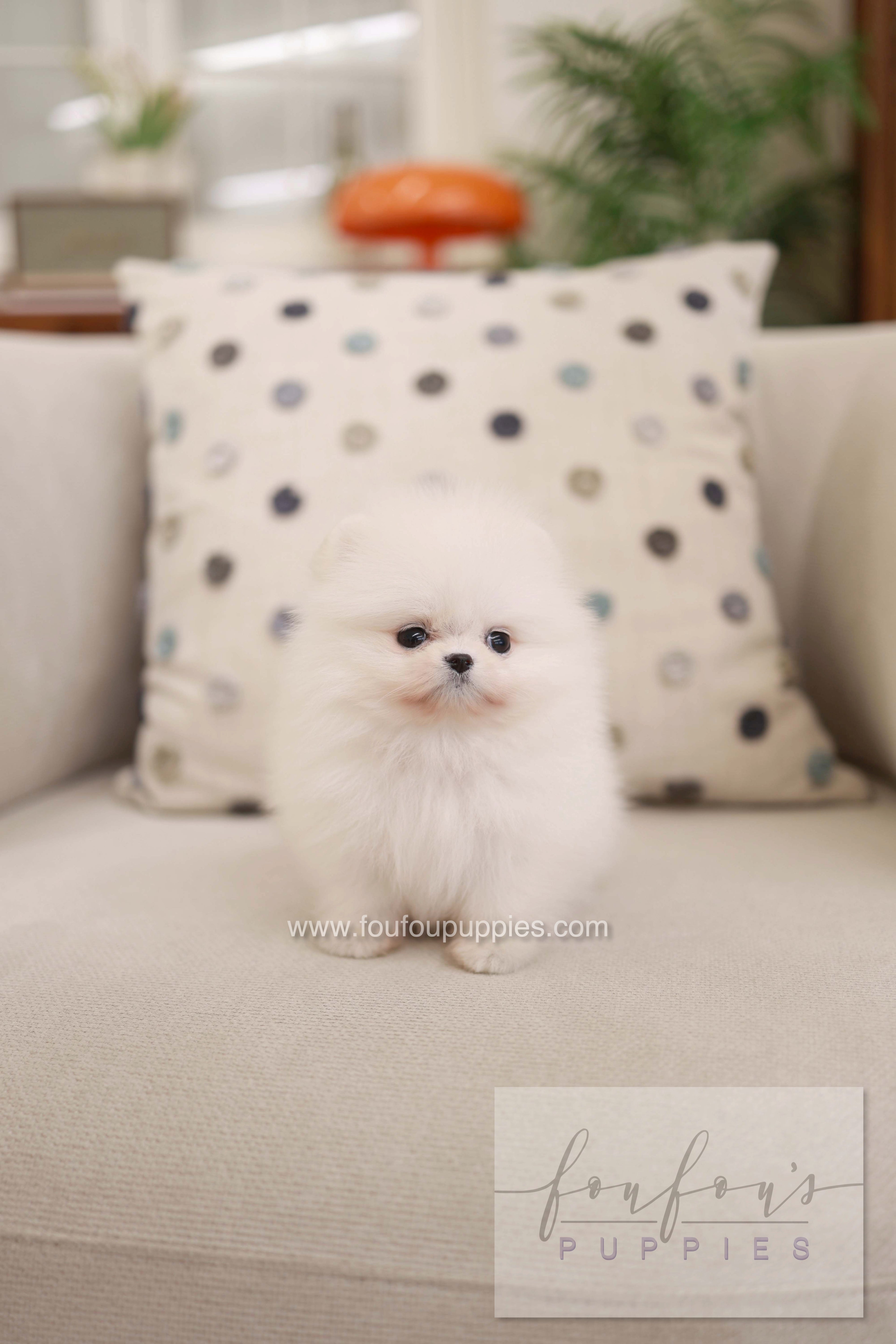 Milli - Pomeranian F.