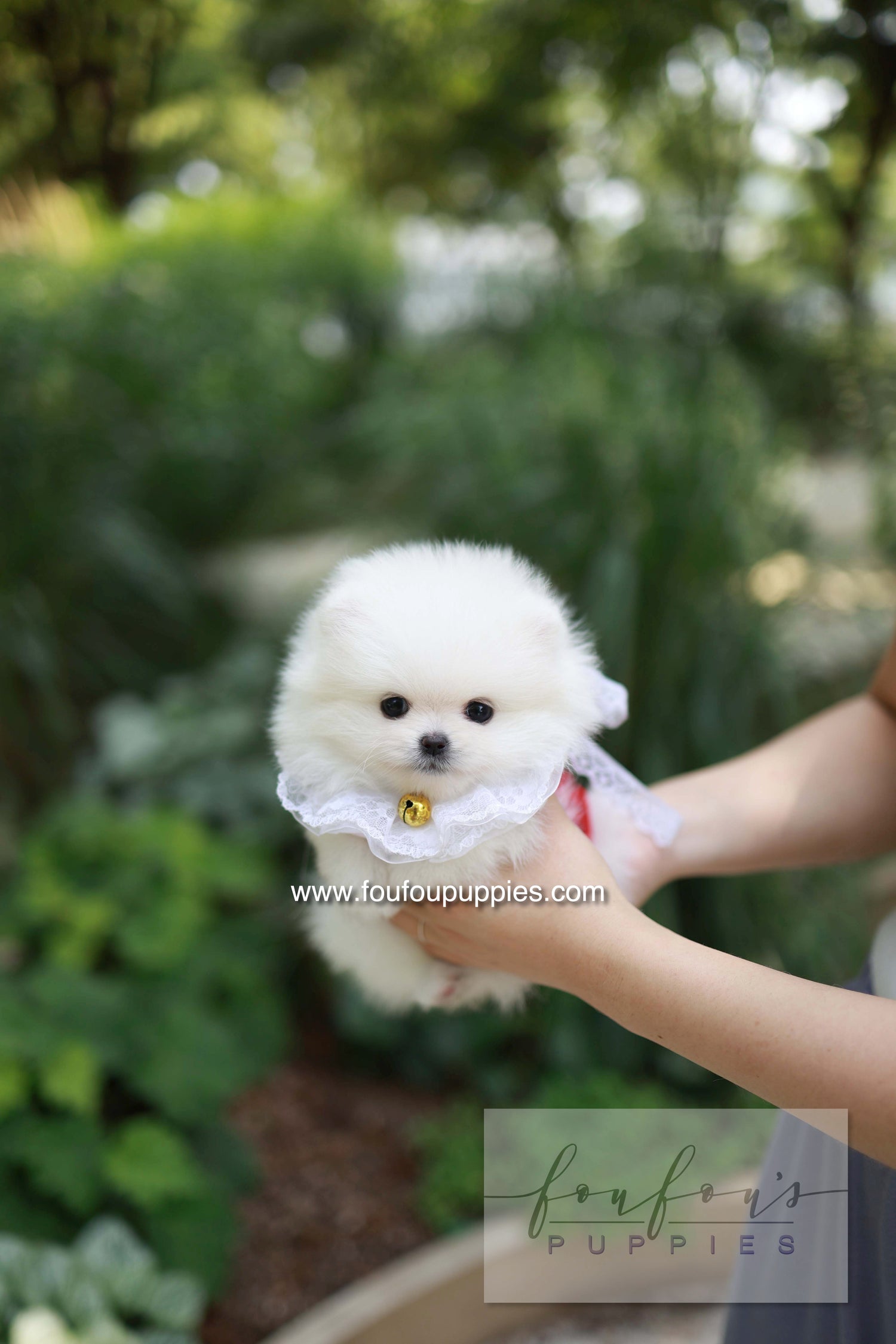 Yumi - Pomeranian F.