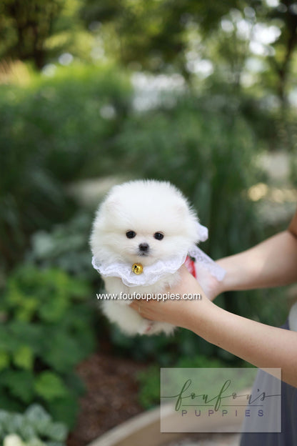 Yumi - Pomeranian F.