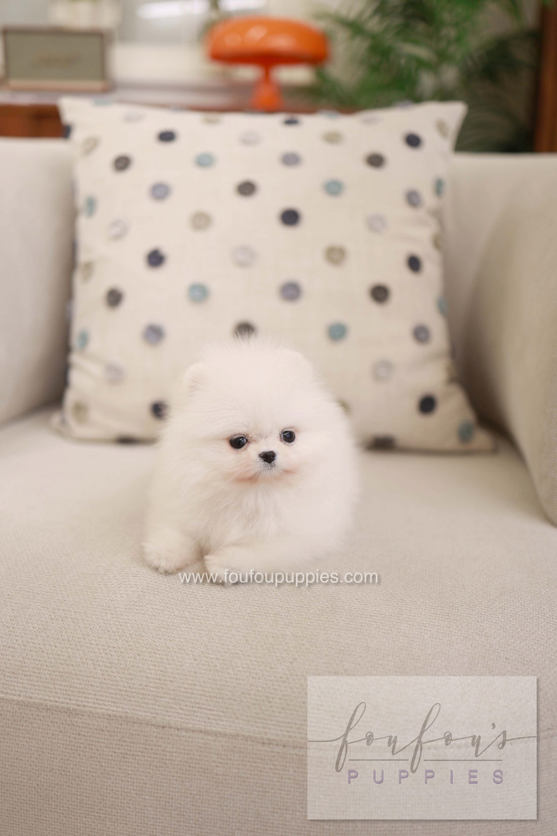 Milli - Pomeranian F.