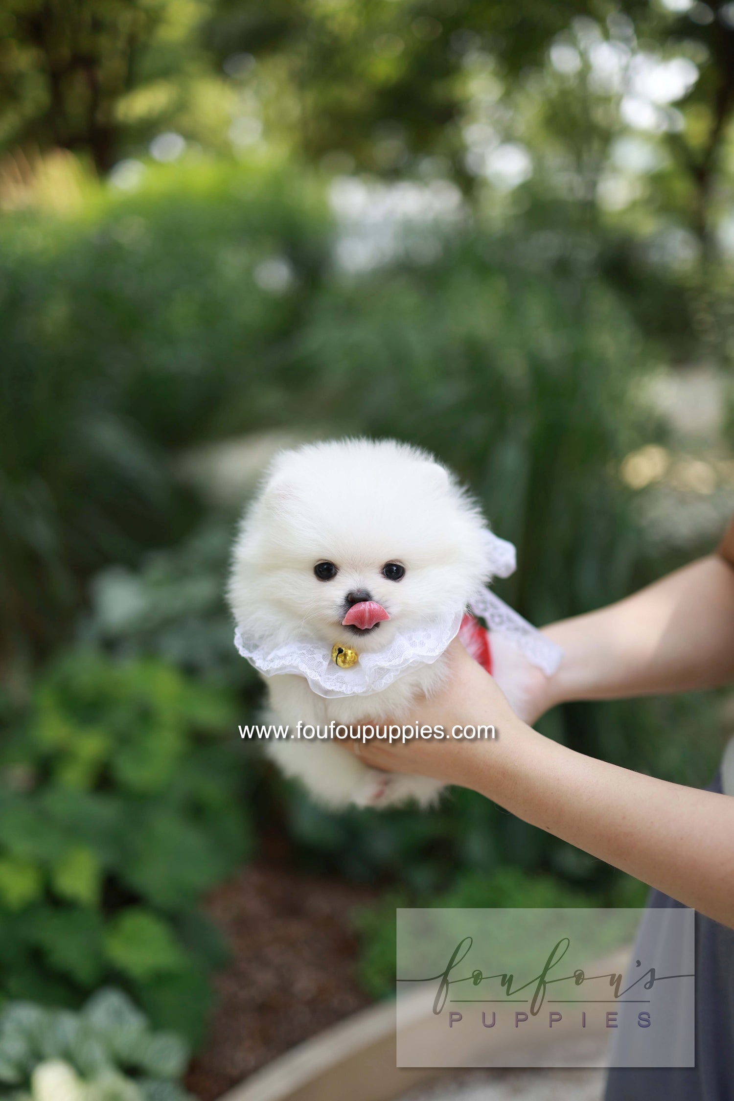 Yumi - Pomeranian F.