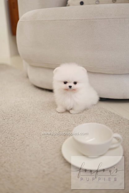 Milli - Pomeranian F.