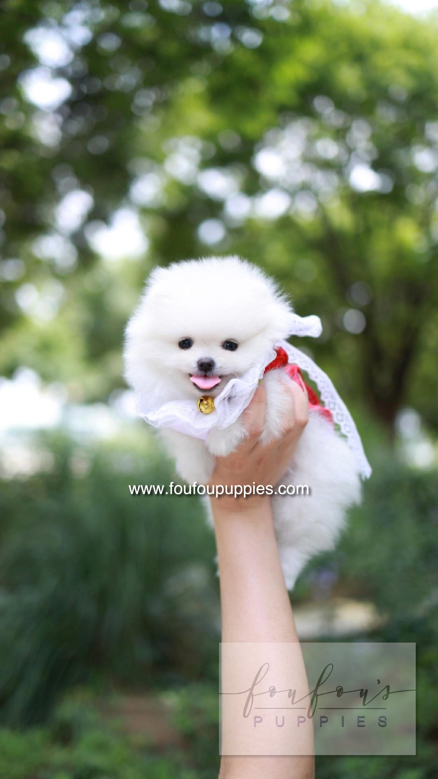 Yumi - Pomeranian F.