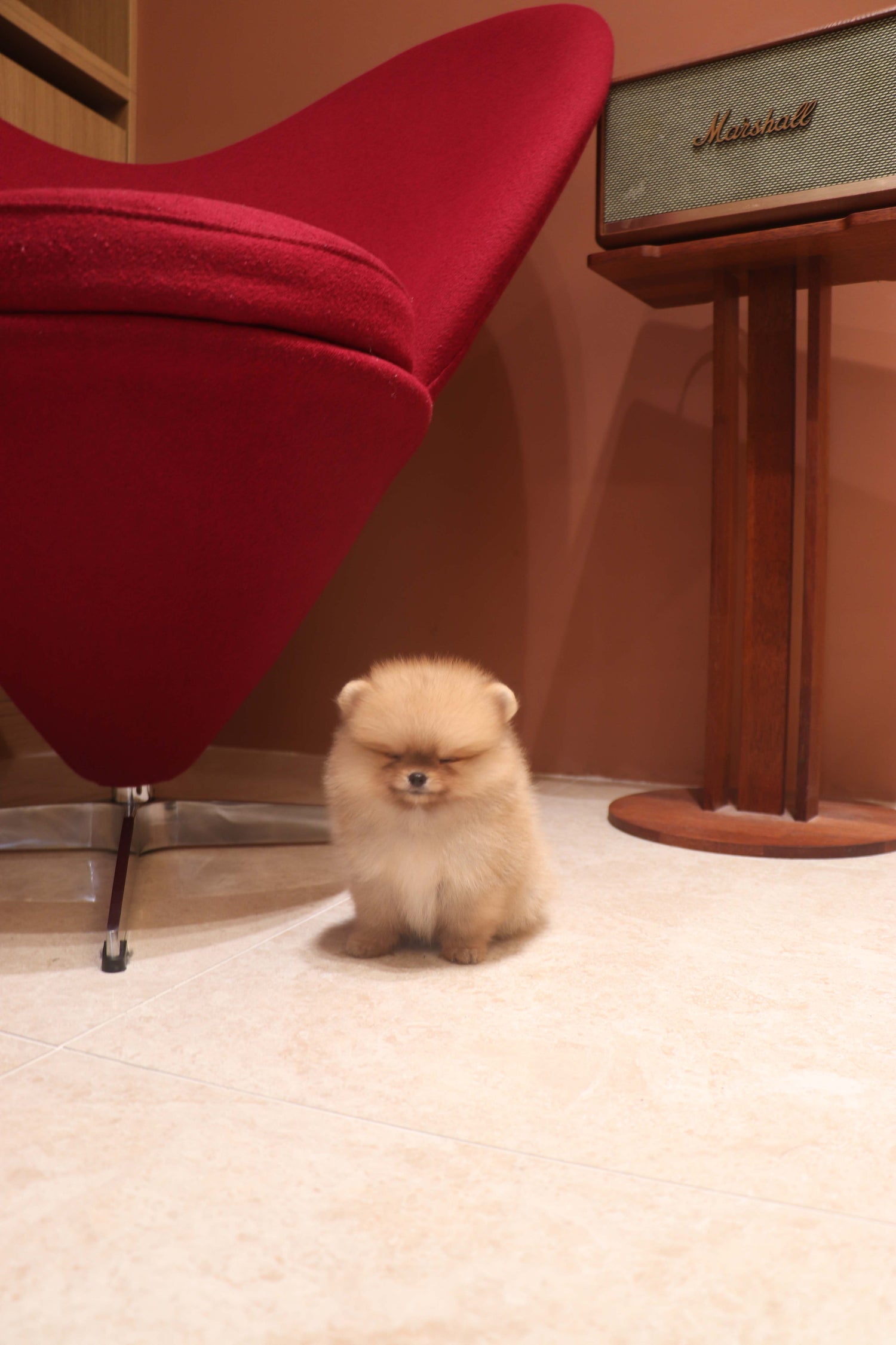 Lilo - Pomeranian F.