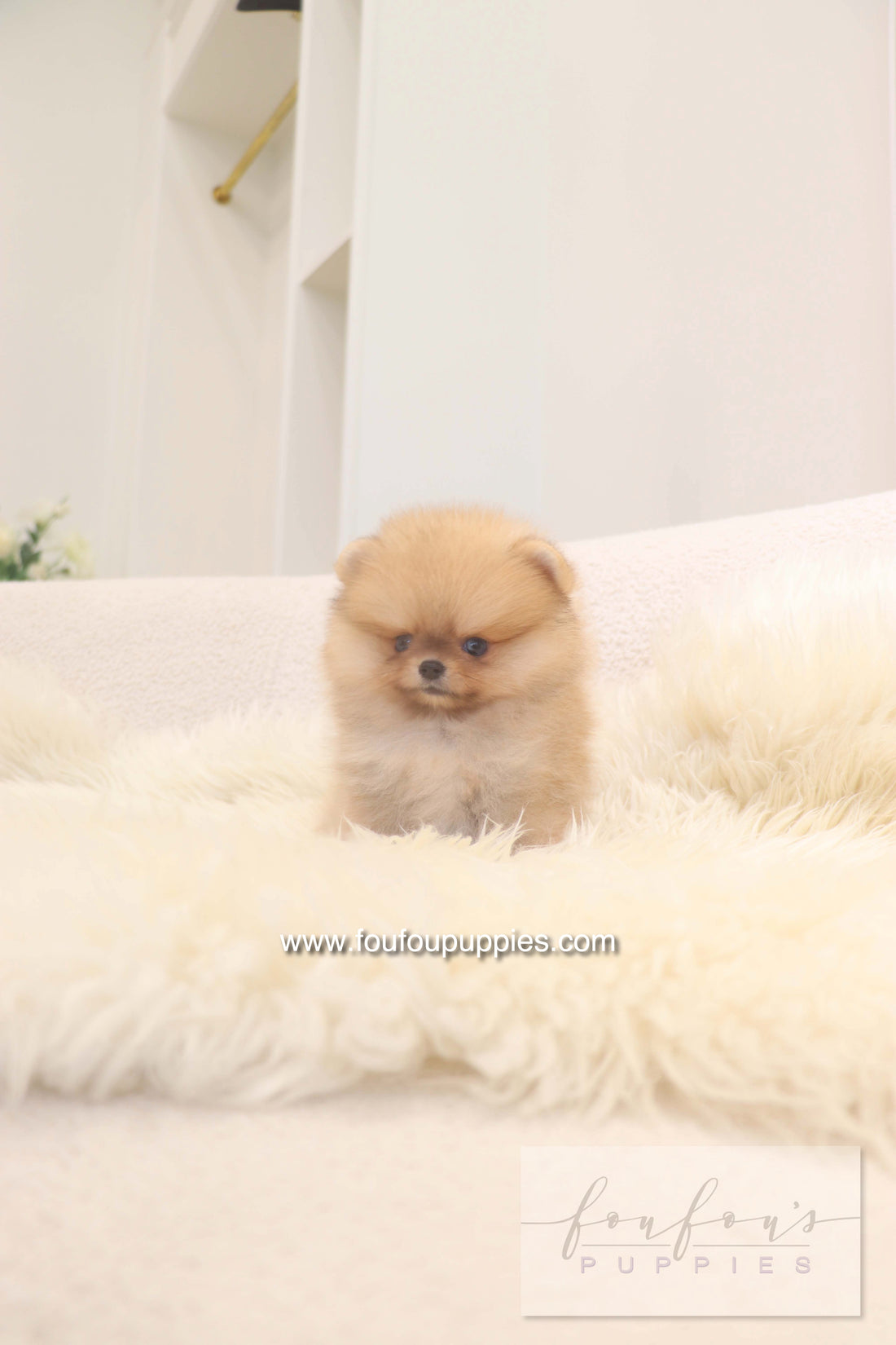 Lilo - Pomeranian F.