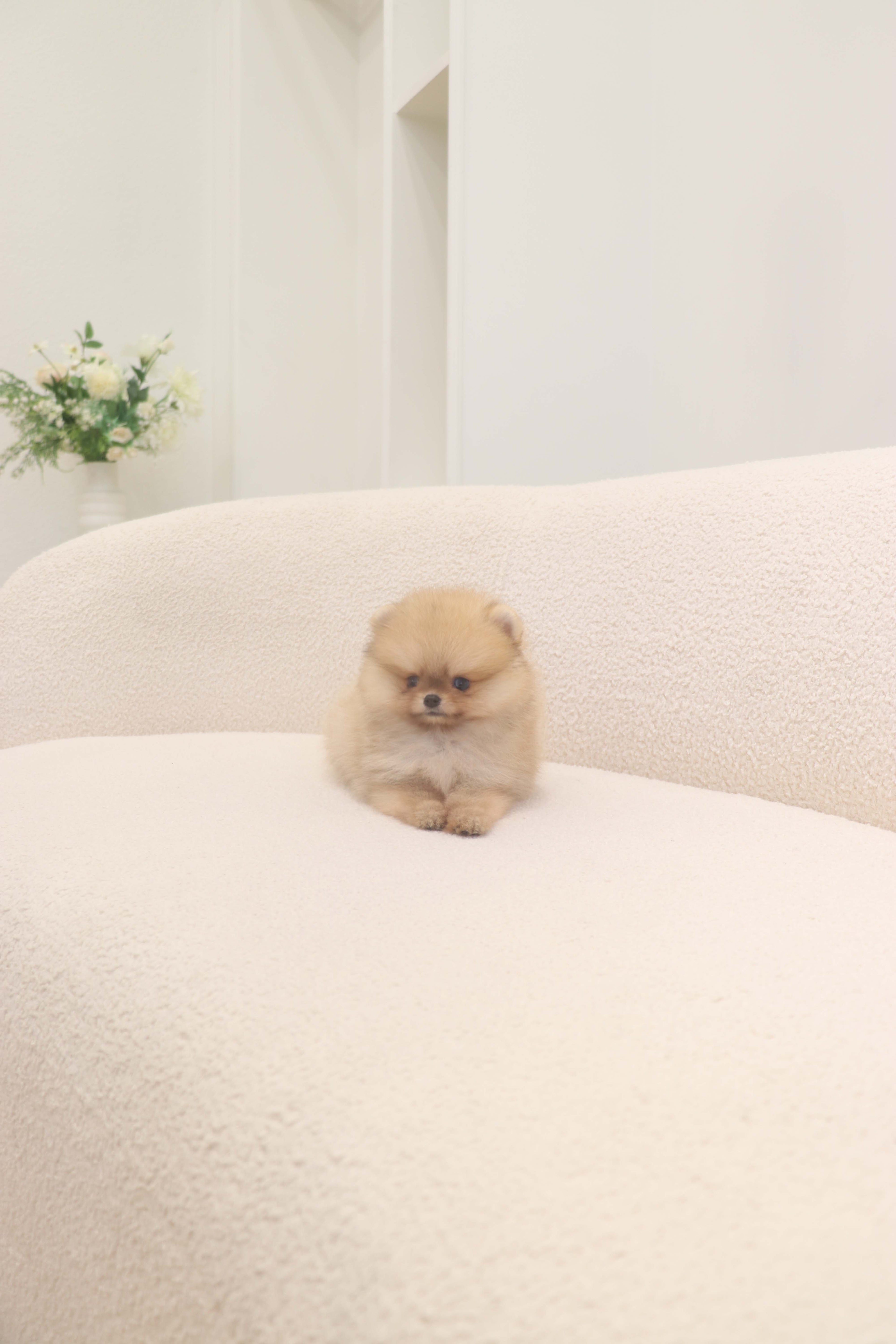 Lilo - Pomeranian F.