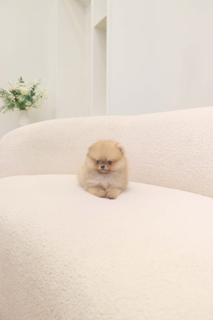Lilo - Pomeranian F.