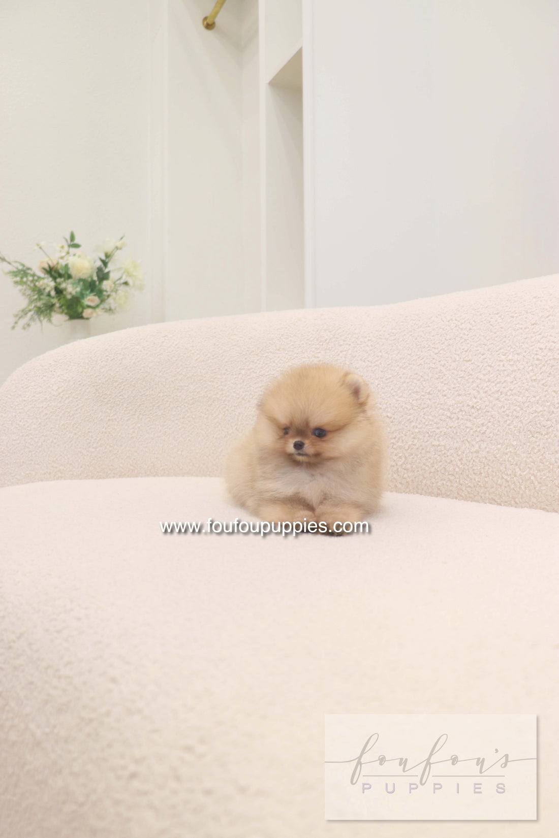 Lilo - Pomeranian F.