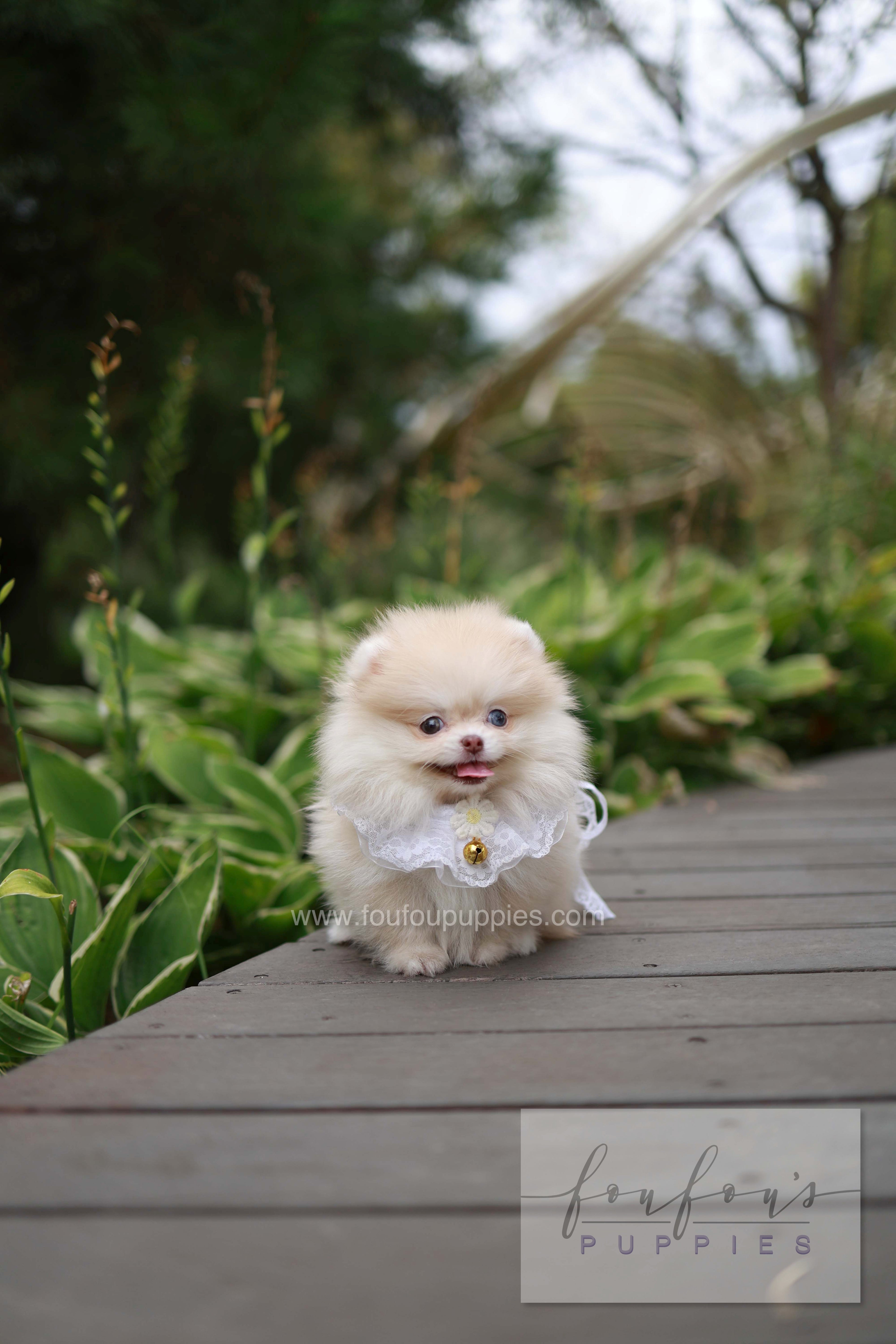 Percy - Pomeranian F.