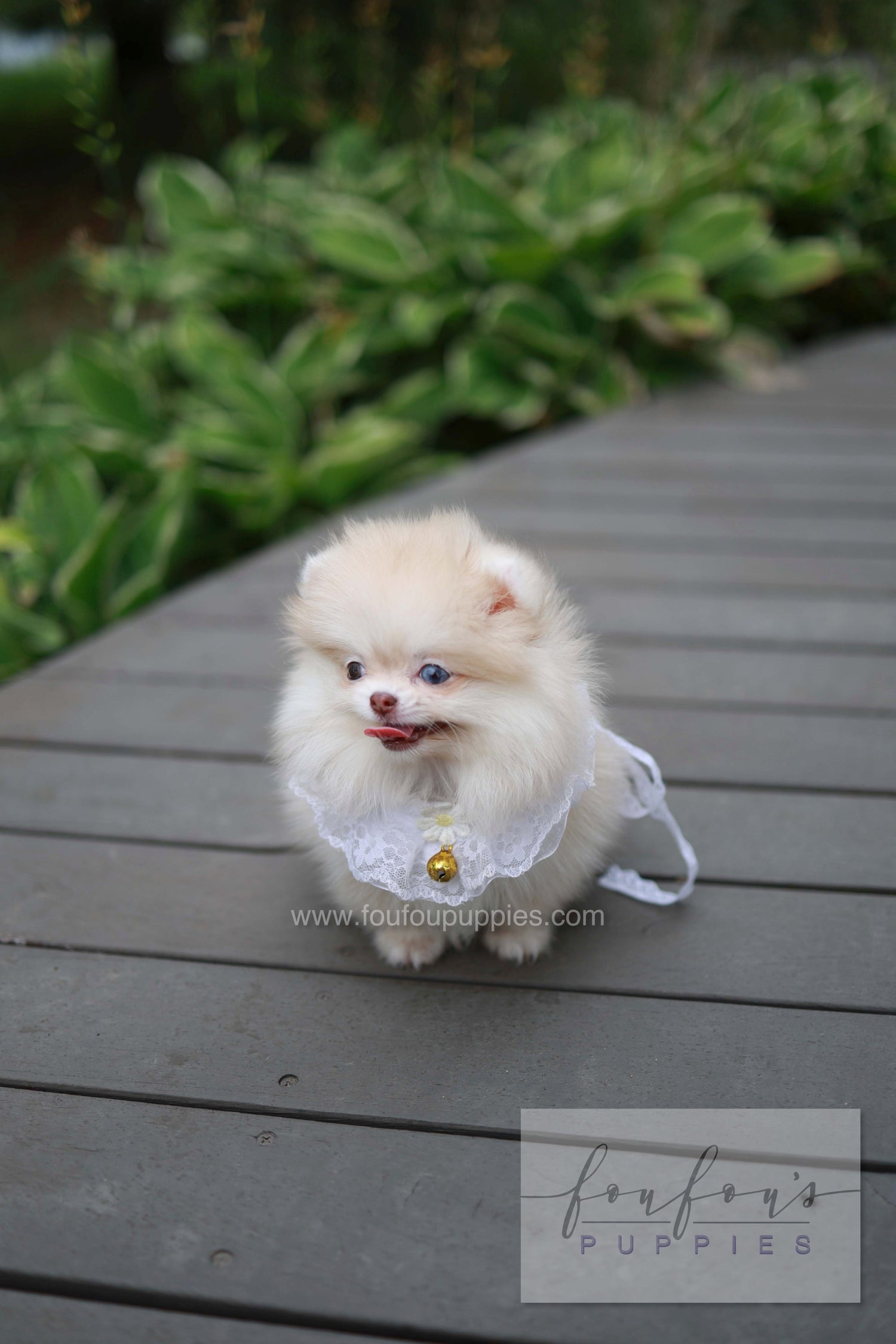 Percy - Pomeranian F.