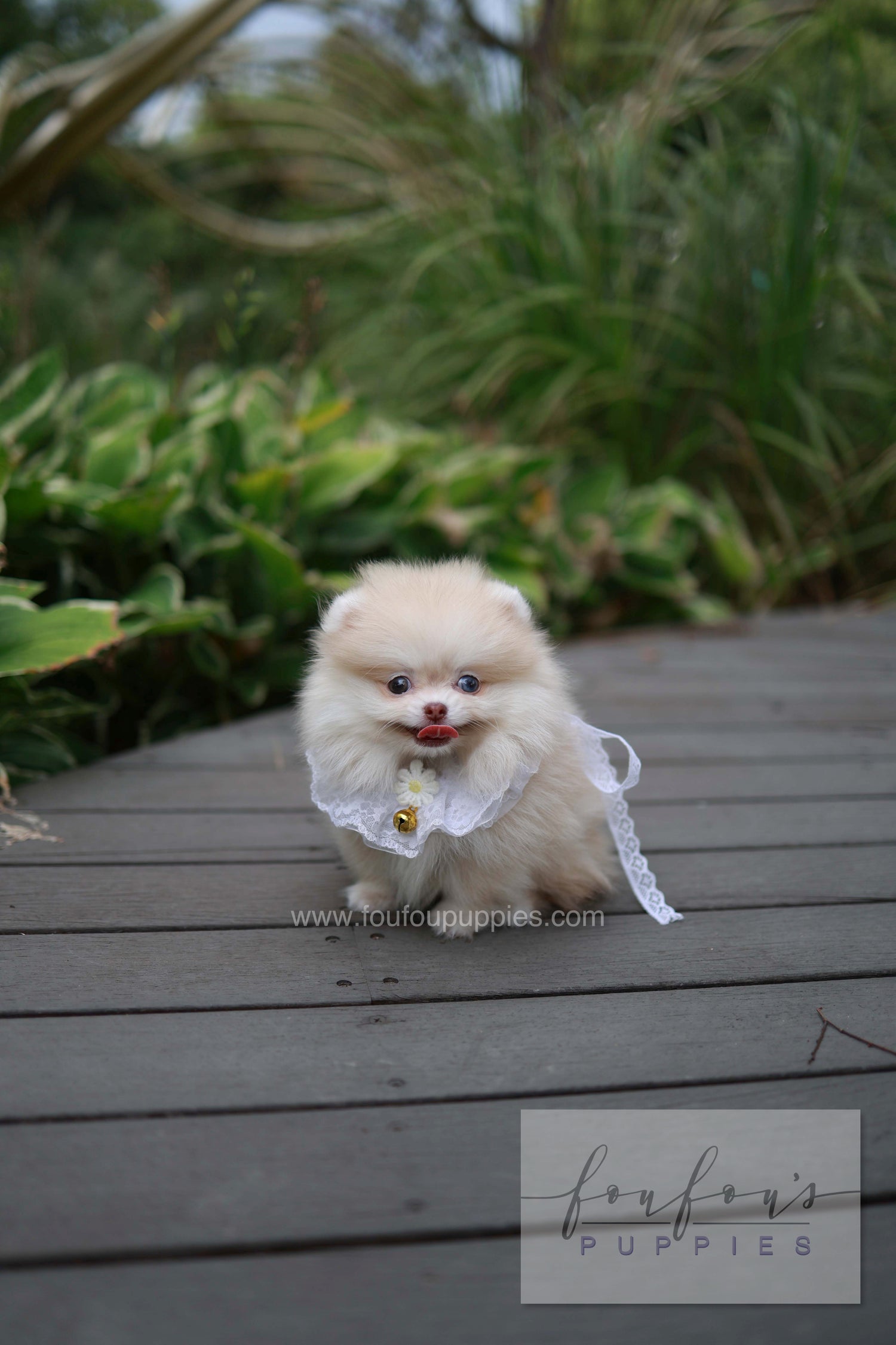 Percy - Pomeranian F.