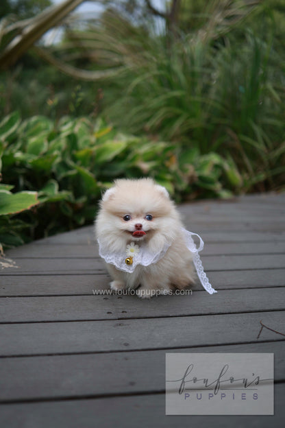 Percy - Pomeranian F.