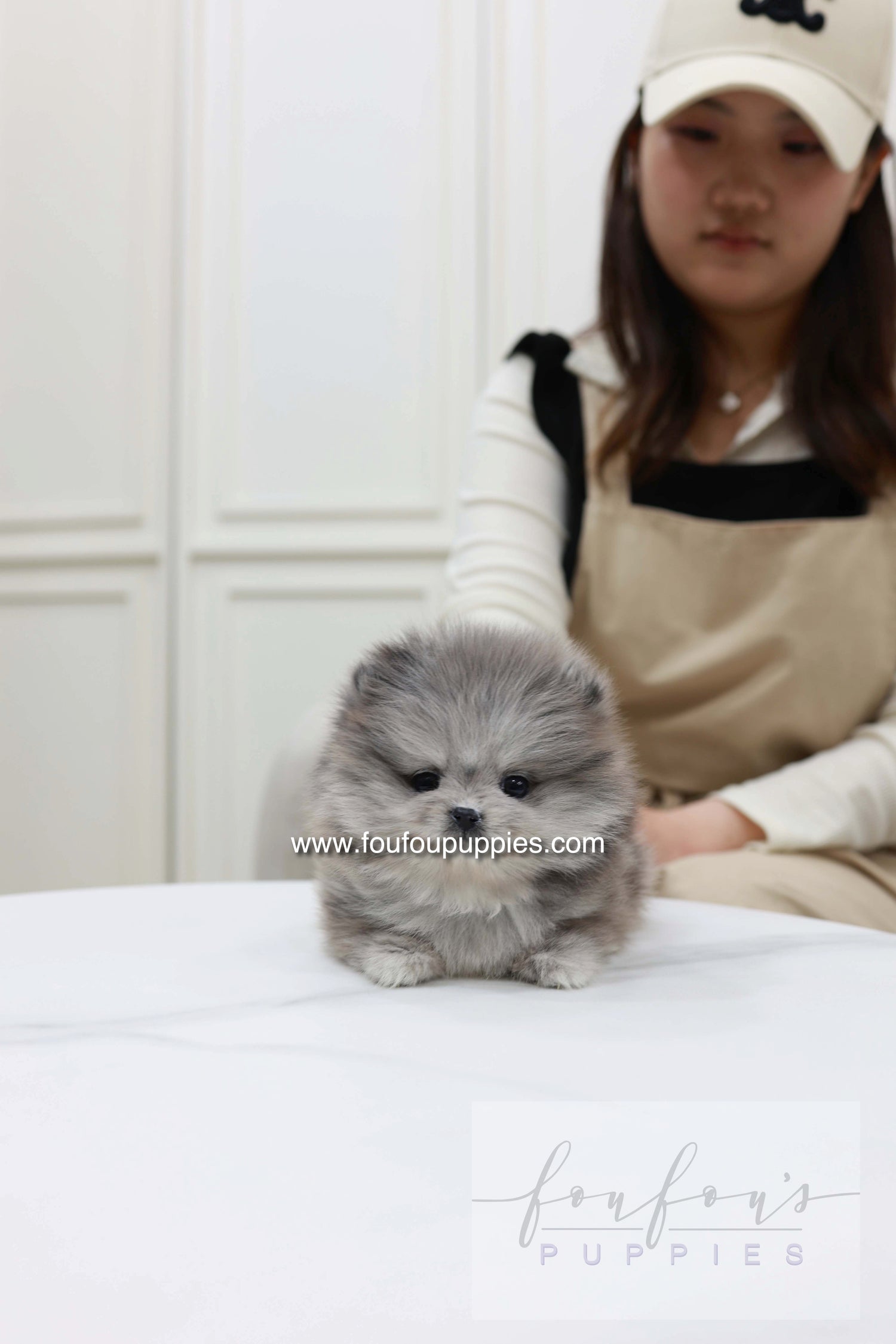 Pluto - Pomeranian M.