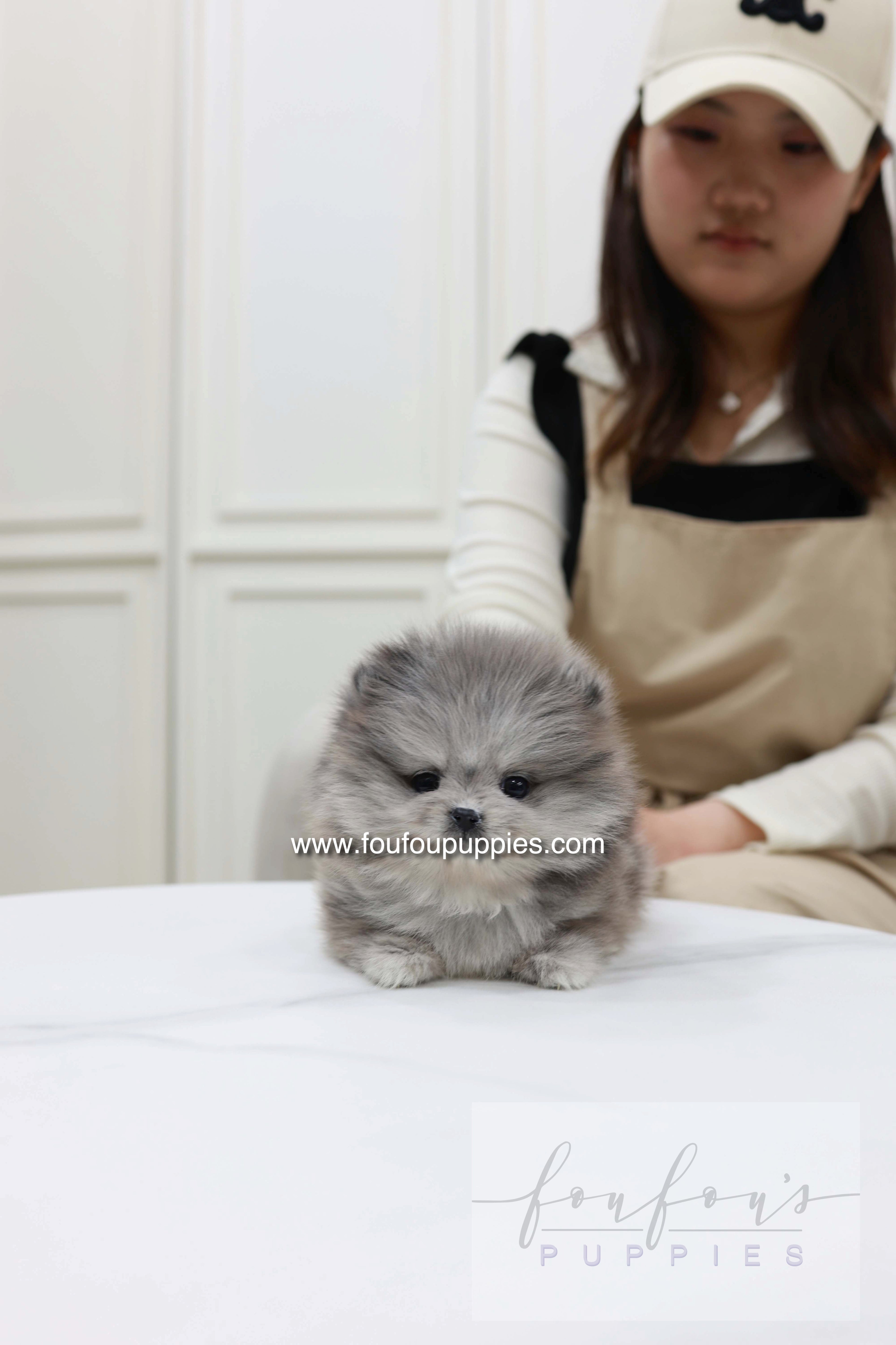 Pluto - Pomeranian M.