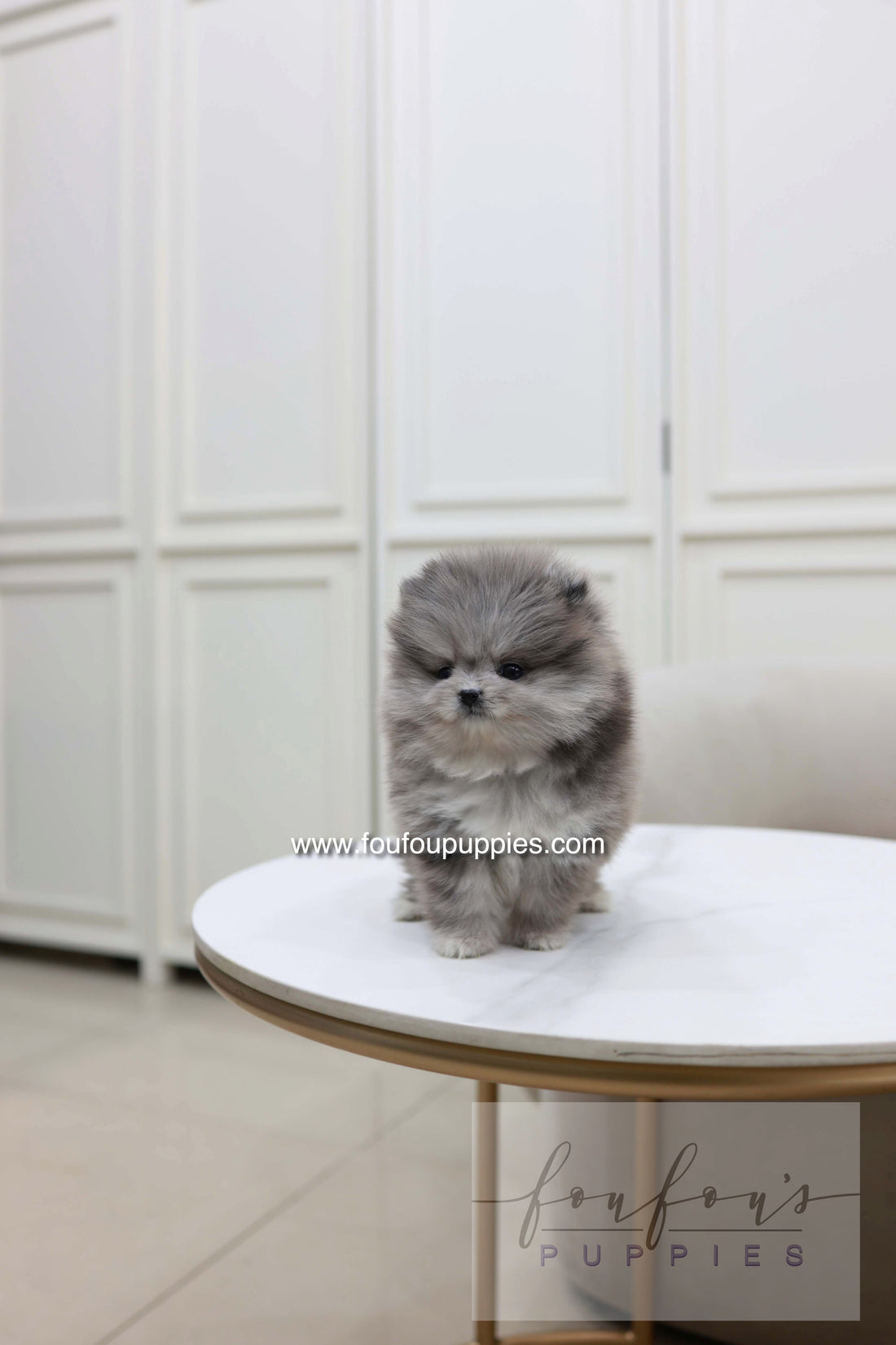 Pluto - Pomeranian M.