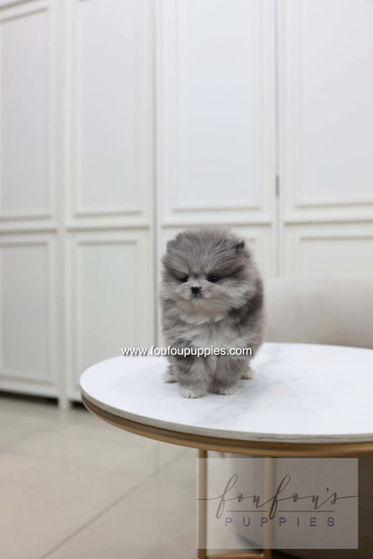Pluto - Pomeranian M.