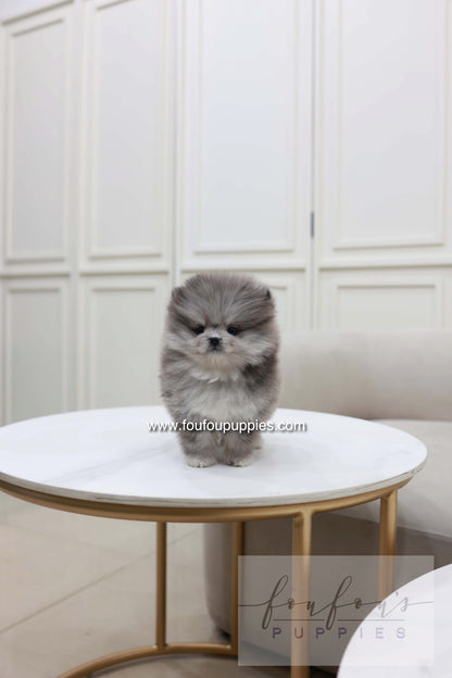 Pluto - Pomeranian M.