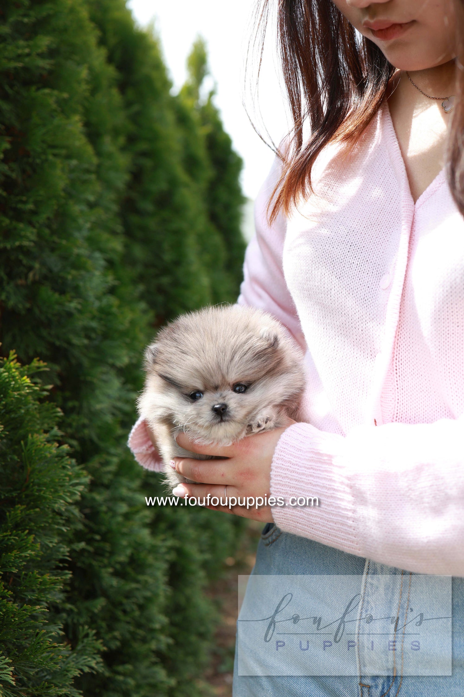 Pluto - Pomeranian M.