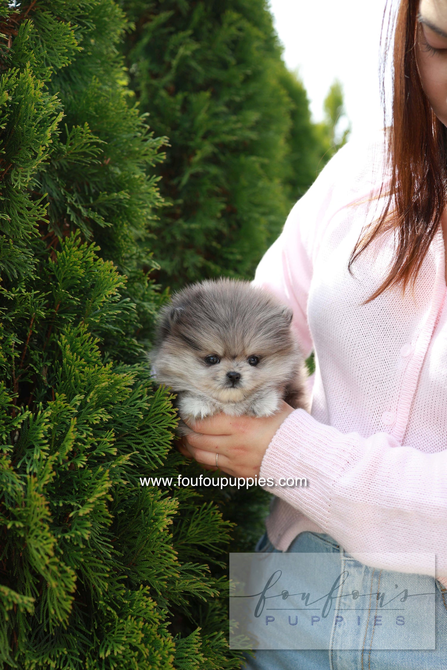 Pluto - Pomeranian M.