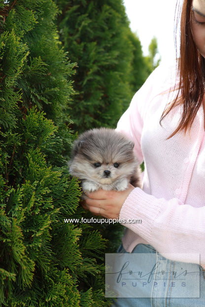 Pluto - Pomeranian M.