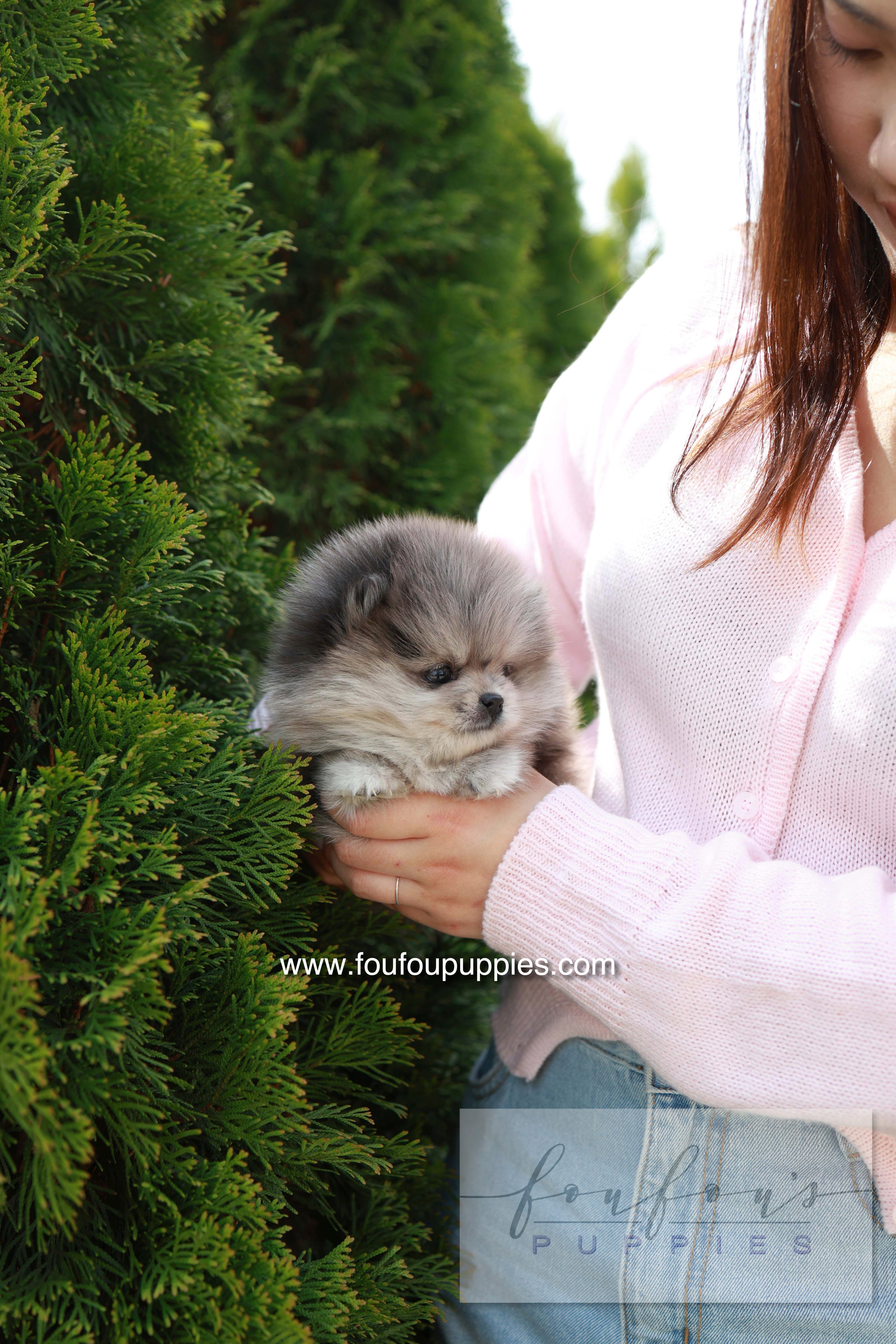 Pluto - Pomeranian M.