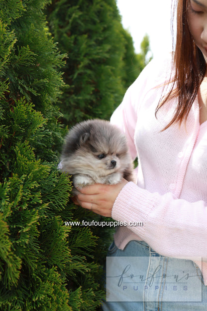 Pluto - Pomeranian M.