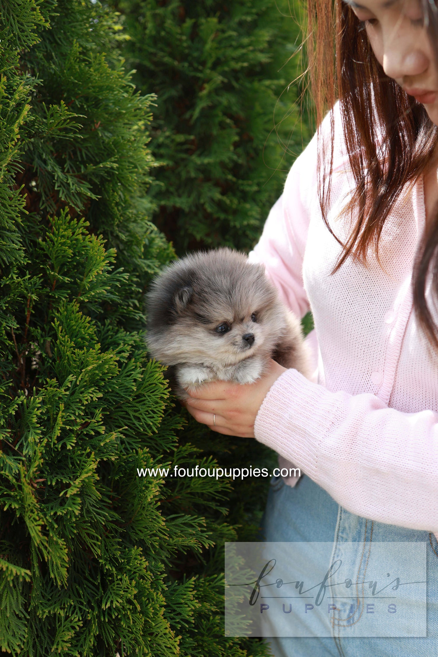 Pluto - Pomeranian M.