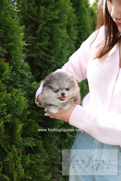 Pluto - Pomeranian M.
