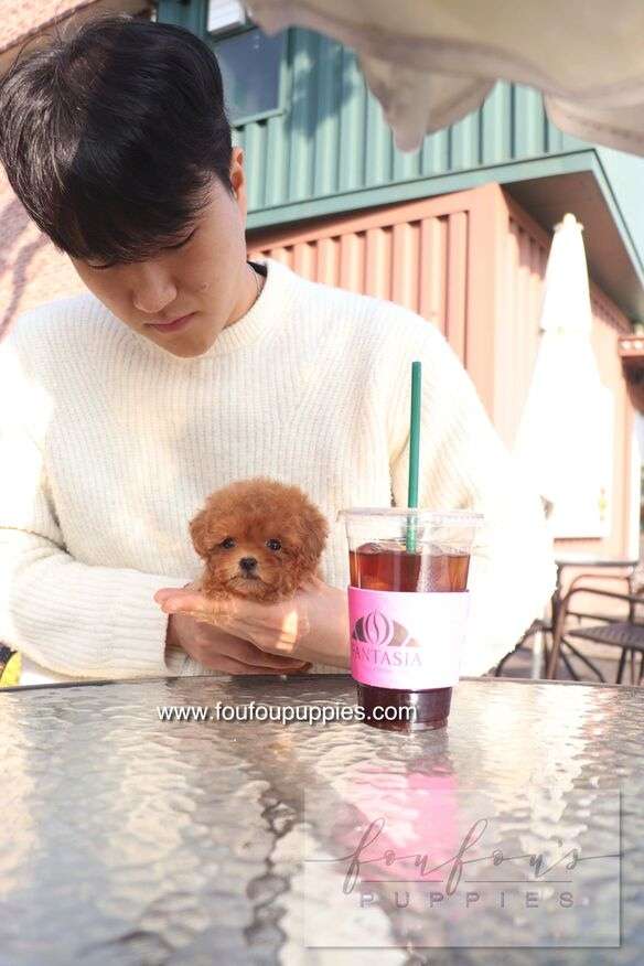 A man in a cream knit sweater holds a small fluffy brown puppy at an outdoor cafe table, with a pink-labeled iced coffee cup in the foreground.