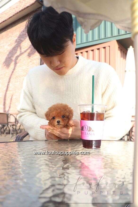 Bambi - Poodle F.