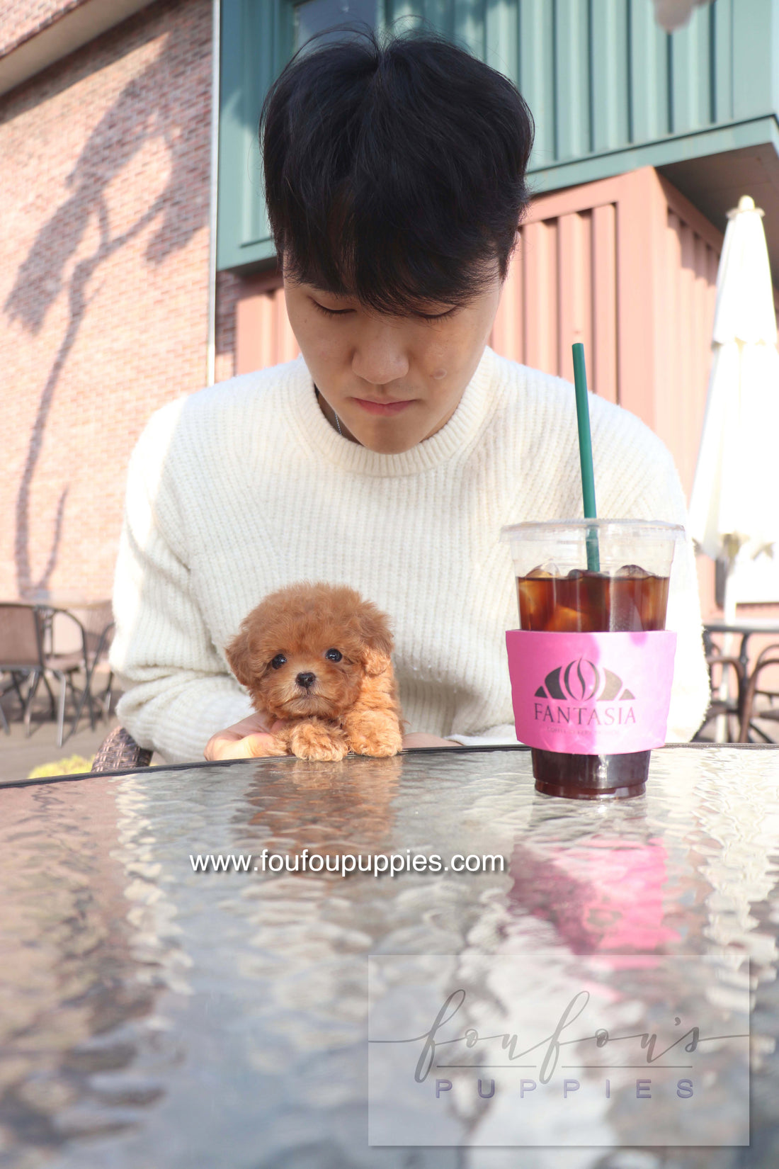 Bambi - Poodle F. - RESERVED