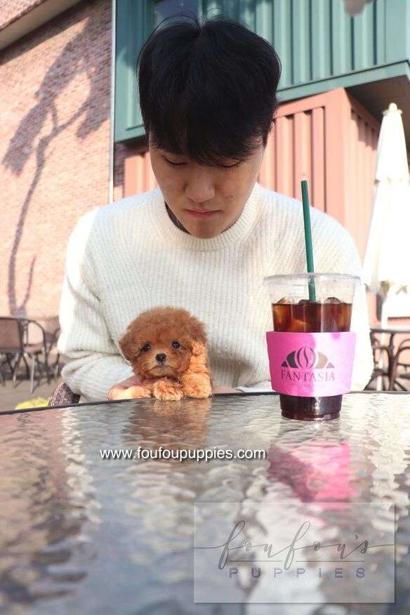 Bambi - Poodle F.