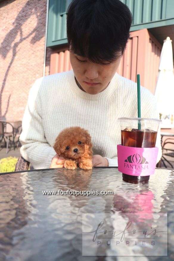 Bambi - Poodle F.