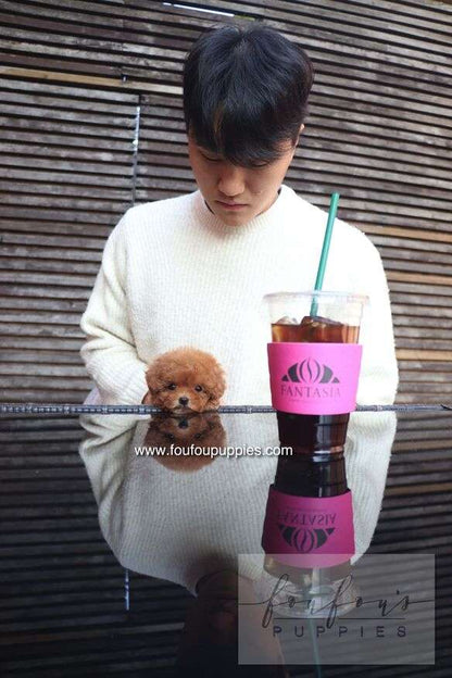 Bambi - Poodle F.