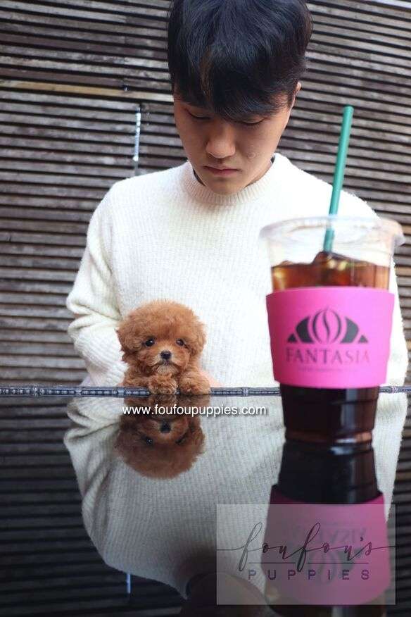Bambi - Poodle F.
