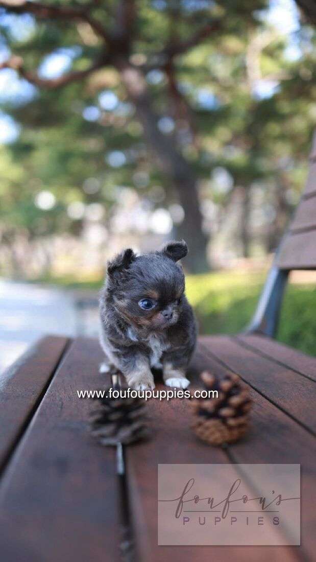 Cake - Chihuahua M.