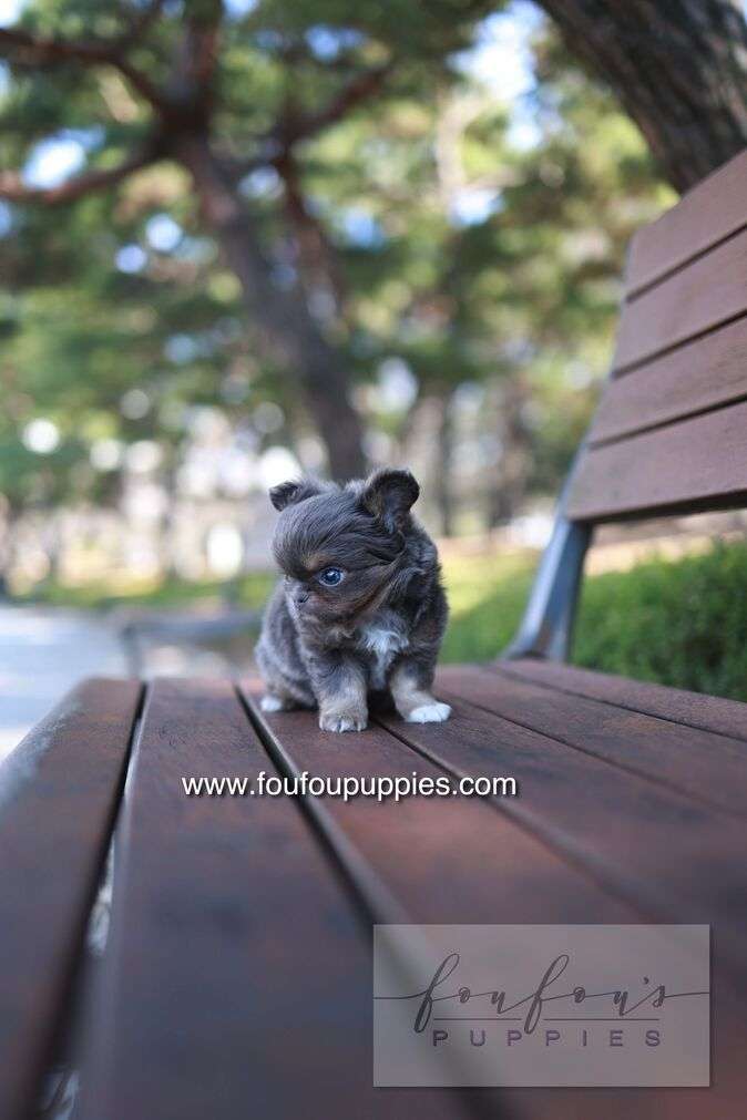 Small puppy sitting on a wooden bench with blurred trees and grass in the background